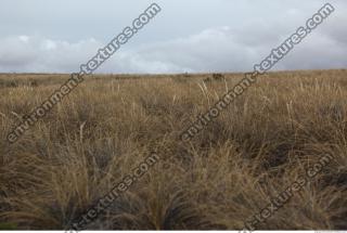 photo texture of background nature summer